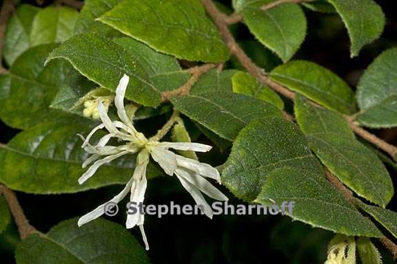 loropetalum chinense 1 graphic